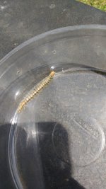 IMG_20170405_123214634.jpg