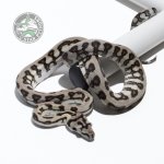 Axanthic Jag 38416-1.jpg
