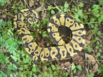 63-2014 Yellowbelly female #1 500 gm $175.00.jpg
