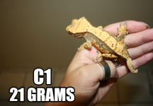 c1.png
