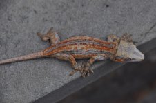 DSC_0557.jpg