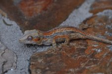 DSC_0571.jpg