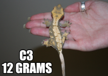 c3..png