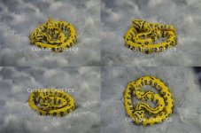 JaguarCarpet2017.jpg