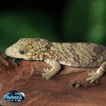eurydactylodes-agricolae-EA19T.jpg