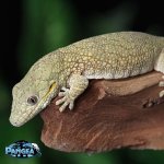 eurydactylodes-agricolae.jpg