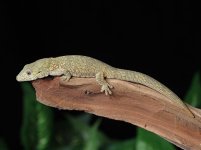 eurydactylodes-agricolae-EA18b.jpg