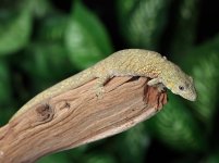 eurydactylodes-agricolae-EA18c.jpg