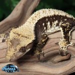 crested-gecko-Fs12t.jpg
