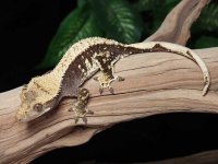 crested-gecko-Fs12b.jpg