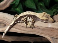 crested-gecko-Fs12c.jpg