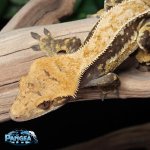 drippy-crested-gecko-F14T.jpg