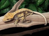 drippy-crested-gecko-F14b.jpg