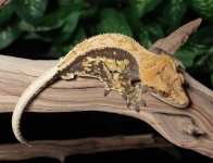 drippy-crested-gecko-F14c.jpg