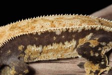 drippy-crested-gecko.jpg