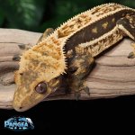 crested-gecko-Fs11T.jpg