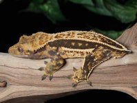 crested-gecko-Fs11b.jpg
