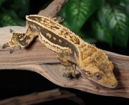 crested-gecko-Fs11c.jpg