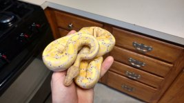 banana1.jpg