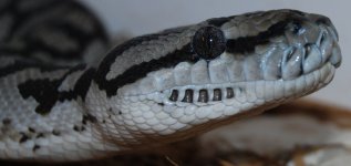 DSC_1168.jpg