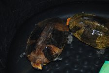 DSC_1452.jpg