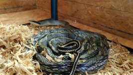 IMG_20170426_172656924.jpg