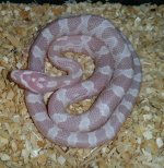corn6.jpg