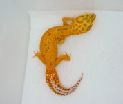 gecko.jpg