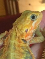 hypo2.jpg