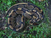 Proven breeder het Pied female #43 1600 gm $430.00.jpg