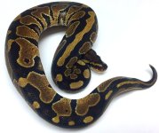 dbl male 1.jpg
