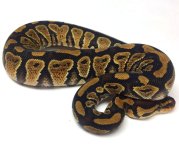 dbl female 1.jpg