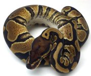 dbl female 3.jpg