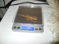 DSCN7955.jpg