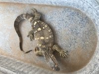 IMG_3204.jpg