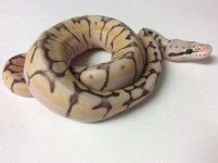 GHOST BUMBLEBEE SPECIAL BALL PYTHON MALE - #20162RM1.jpg