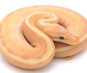 BANANA G STRIPE BALL PYTHON - MALE #2016M01.jpg