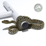 Zebra 15516.jpg