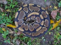 67-Proven breederYellowbelly male #72 from unnamed dark dominant bloodline #1 1000 gm $250.00.jpg