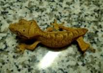 gecko3 pic1.jpg