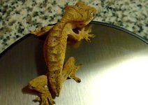 gecko3 pic2.jpg