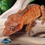 red-tiger-crested-gecko-Fs82T.jpg