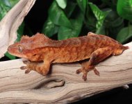 red-tiger-crested-gecko-Fs82a.jpg