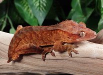 red-tiger-crested-gecko.jpg