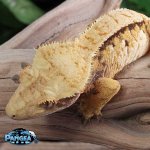 crested-gecko-Fs77t.jpg