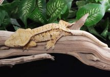 crested-gecko-Fs77b.jpg