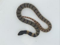 IMG_5590.jpg