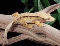 crested-gecko-Fs77c.jpg