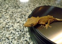 gecko4 pic2.jpg