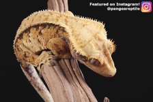 Extreme-harlequin-crested-gecko.jpg